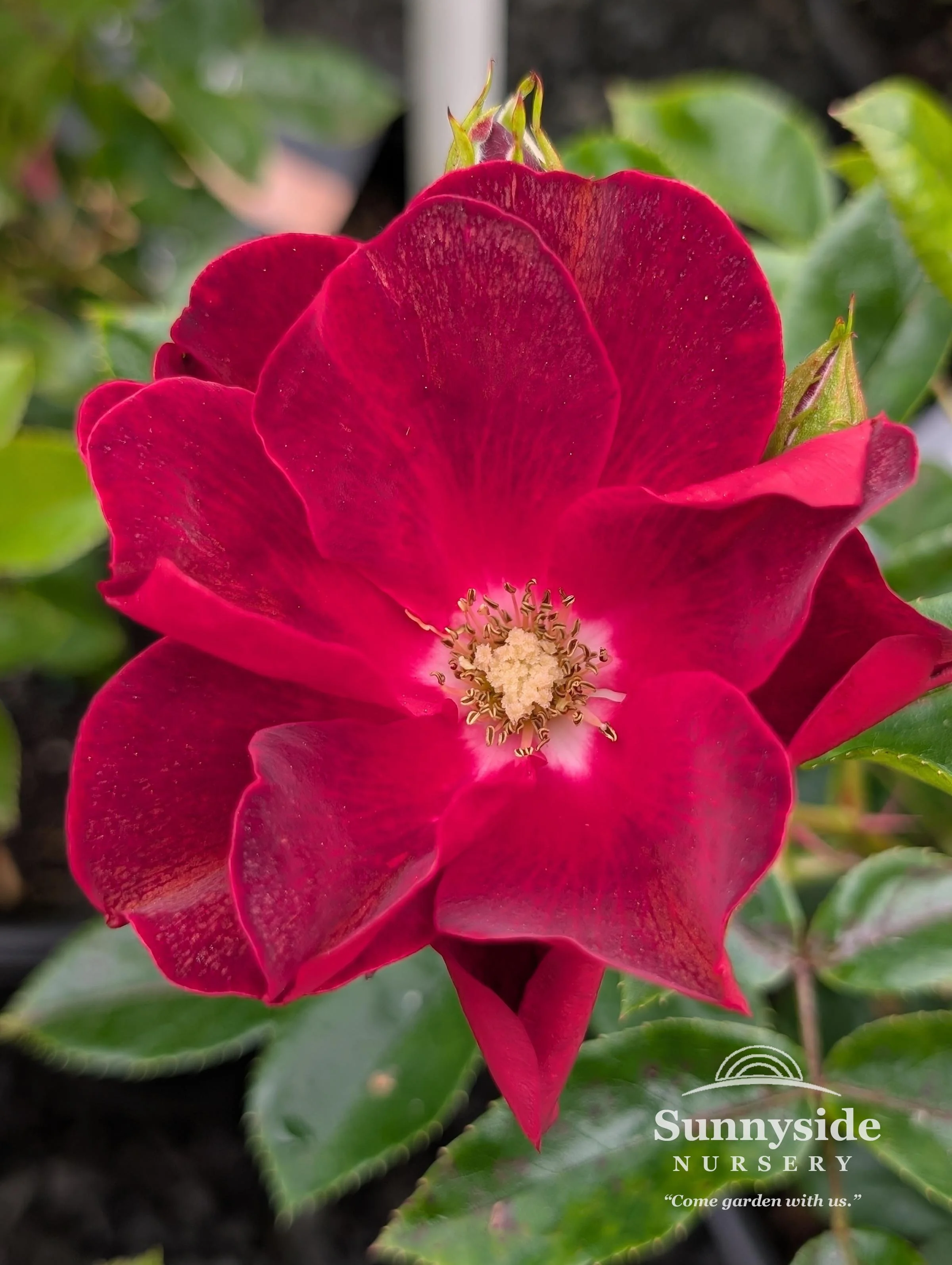 31 Roses 【プロフィール要確認】 Floribunda Roses — Sunnyside Nursery